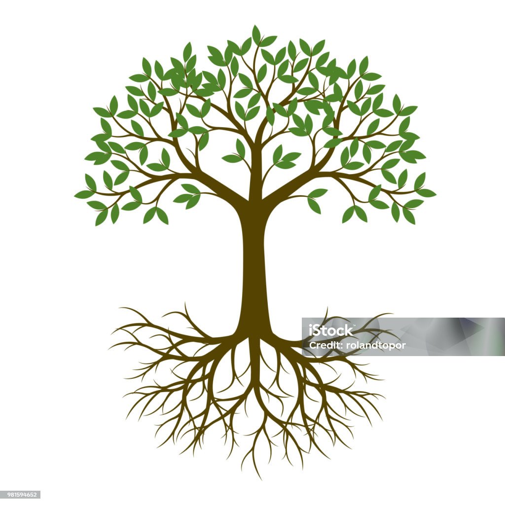 Été verte arbre avec des racines. Illustration vectorielle. Planter dans le jardin. - clipart vectoriel de Arbre libre de droits