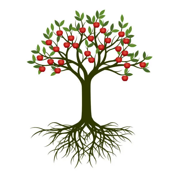 Vector illustration of Green spring tree with root and red apples. Vector Illustration.