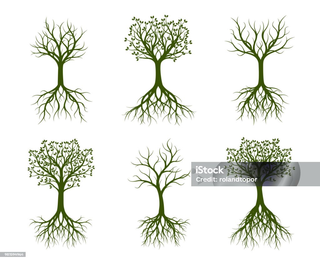 Set of green Trees. Vector illustrations and graphic elements. Garden and plants. Tree stock vector