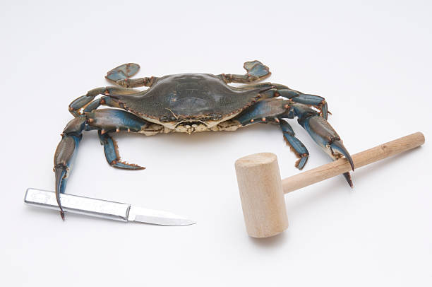 jedzenie maryland blue kraby - maryland crab blue crab prepared crab zdjęcia i obrazy z banku zdjęć