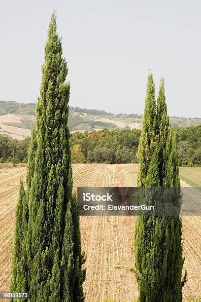 Пейзаж В Тоскане — стоковые фотографии и другие картинки Без людей - Без людей, Вертикальный, Вечнозелёное дерево