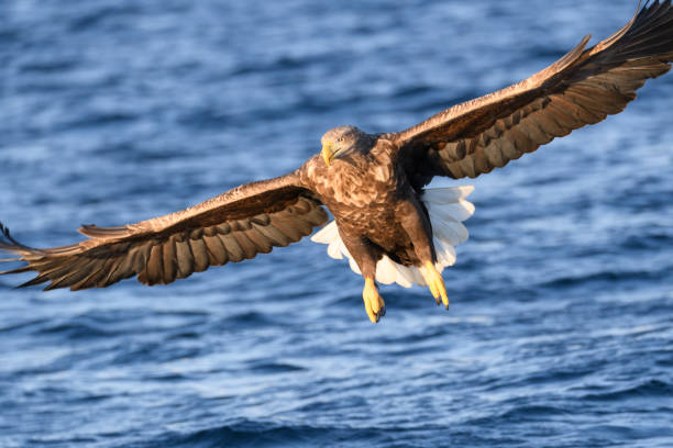 istock White-tailed eagle or sea eagle hunting in the sky over Northern Norway 981595808