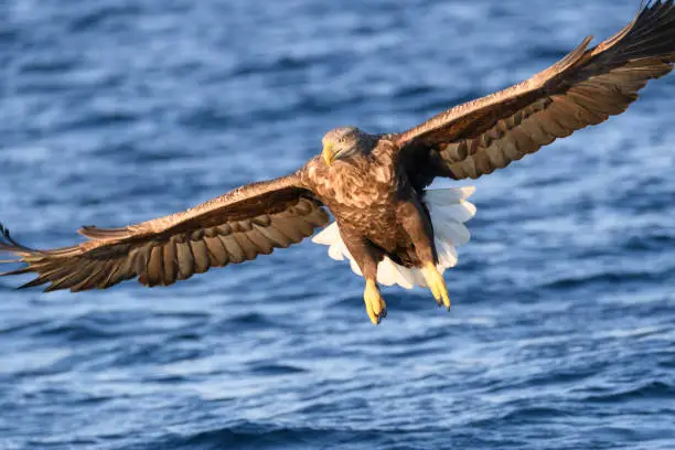 White-tailed eagle or sea eagle hunting in the sky over a Fjord near Vesteralen island in Northern Norway.