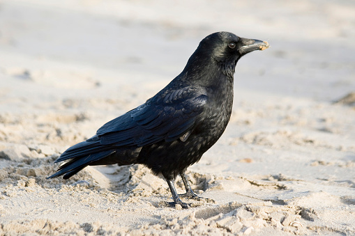 A closeup shot of a Northern Raven perched on the rock in its natural environment