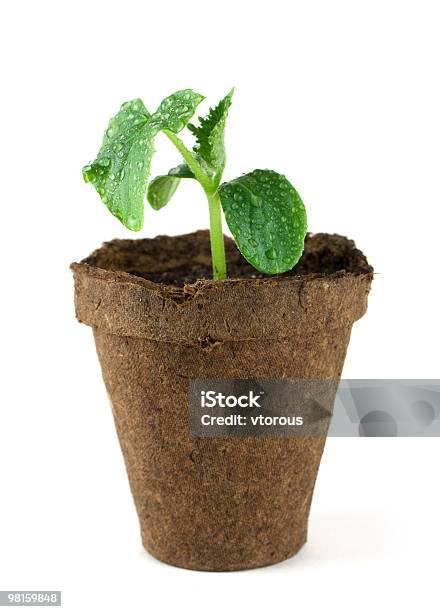 Small Plant Stock Photo - Download Image Now - Botany, Close-up, Color Image