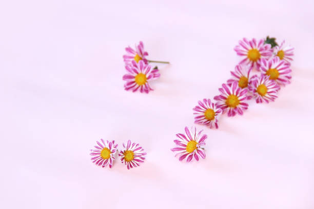 istock background of chrysanthemum 981605458