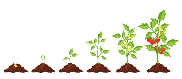 ilustrações de stock, clip art, desenhos animados e ícones de tomato stage growth - tree set