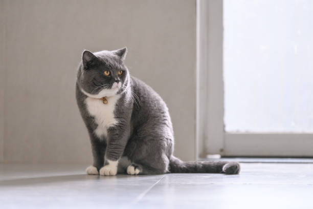 istock The British kitten sits on the ground 981612552