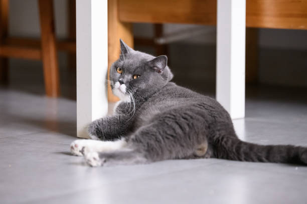 istock The British short hair cat lying on the ground 981612610