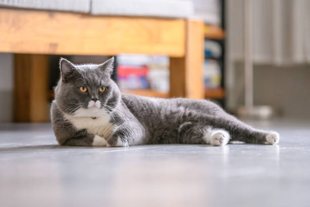 istock The British short hair cat lying on the ground 981612672