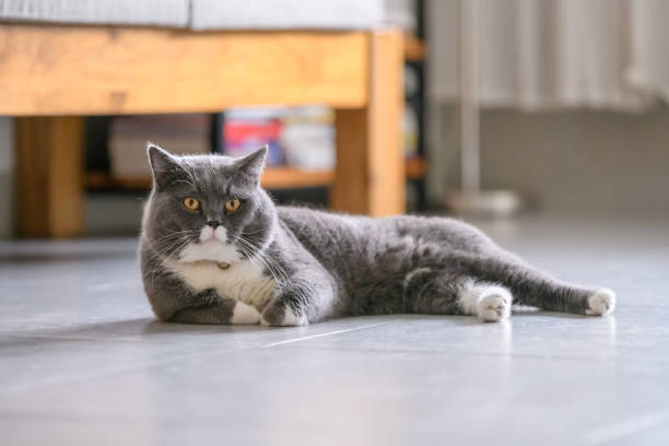 istock The British short hair cat lying on the ground 981612718