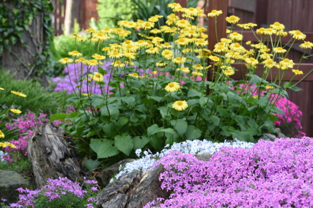 istock Spring flowers in rock garden 981615844