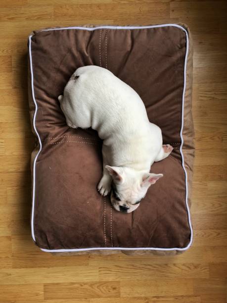 Overhead view of  Pied French Bulldog puppy sleeping on comfortable dog bed 4 months old Frenchie puppy taking a nap on her new comfortable dog bed, shot from the above pied stock pictures, royalty-free photos & images