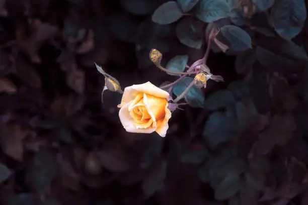 Yellow rose in the garden