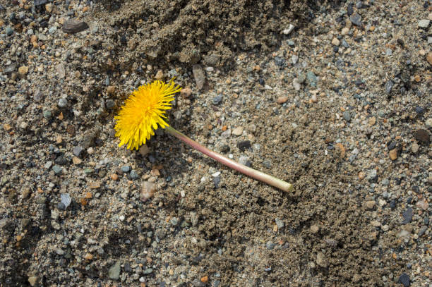 istock Yellow flower lying on the sand 981627358