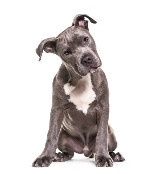 American Staffordshire Terrier puppy, 4 months old, sitting against white background