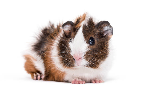 istock Guinea pig against white background 981628772