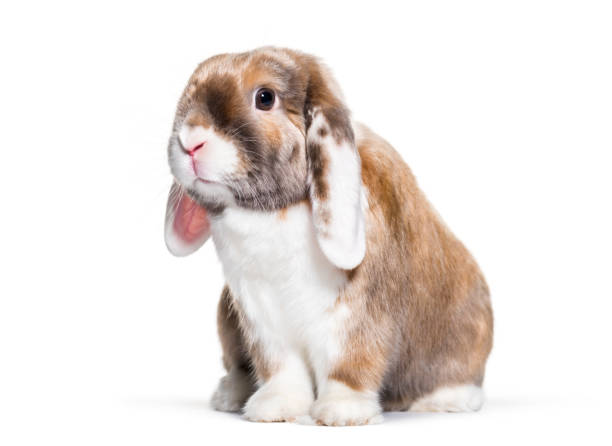 istock Cute rabbit looking at camera against white background, sitting against white background 981631142