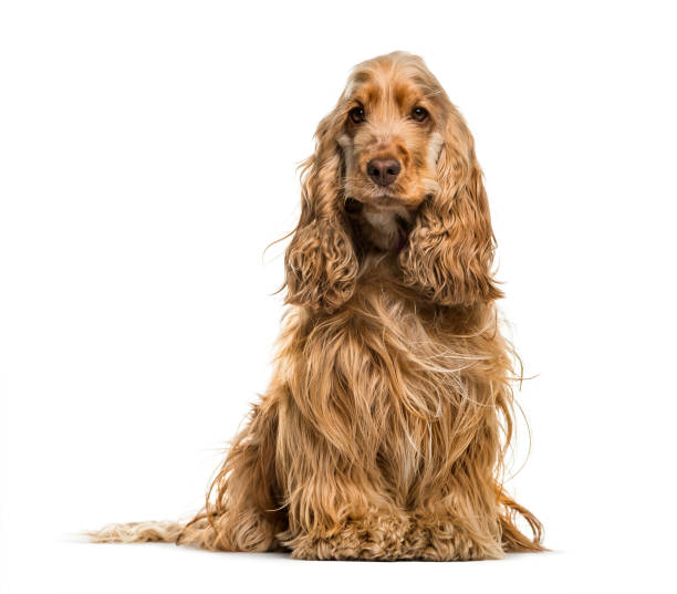 istock English Cocker Spaniel dog, 2 years old, sitting against white background 981631614