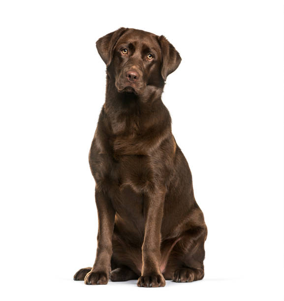 istock Labrador Retriever dog, 8 months old, sitting against white background 981631624