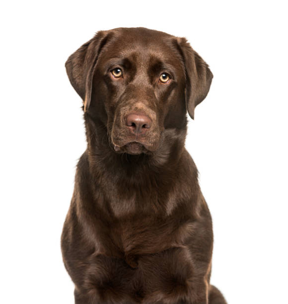 istock Labrador Retriever dog, 8 months old, sitting against white background 981631644