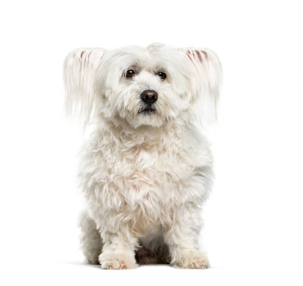 istock Maltese dog, 10 years old, sitting against white background 981631690
