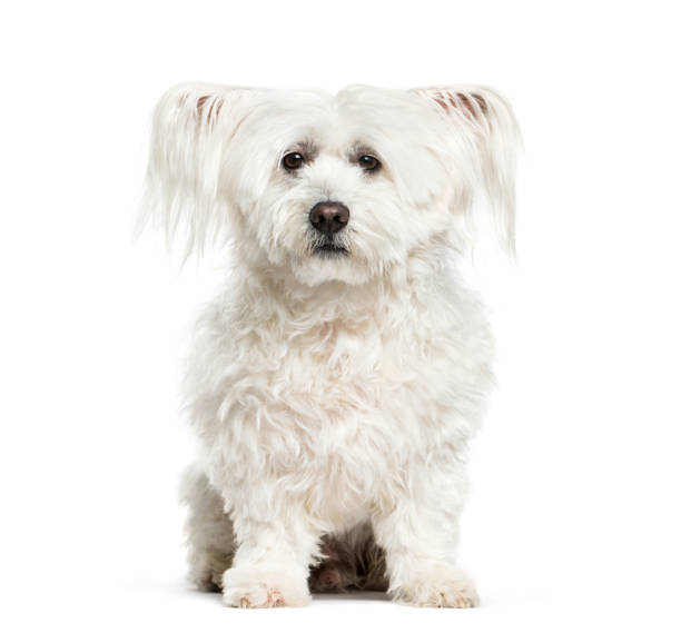 istock Maltese dog, 10 years old, sitting against white background 981631692