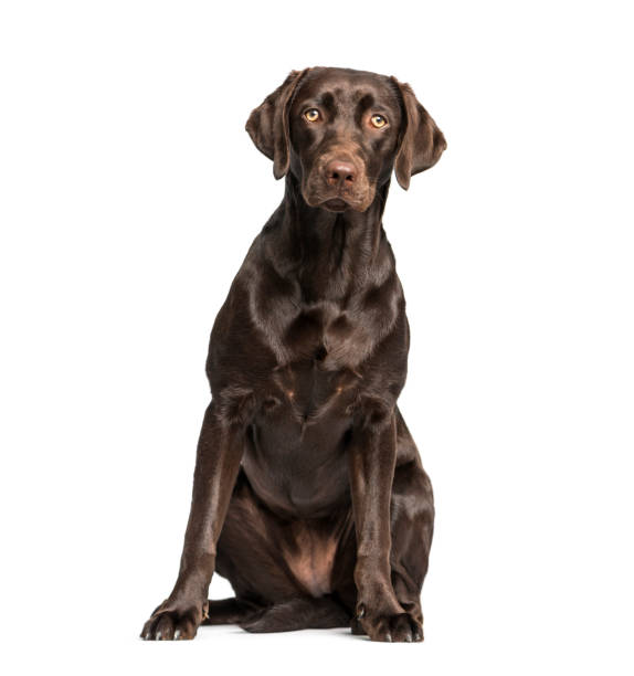istock Labrador Retriever dog, 8 months old, sitting against white background 981631736