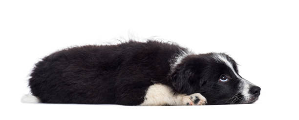 istock Border Collie puppy, 17 weeks old, against white background 981631784
