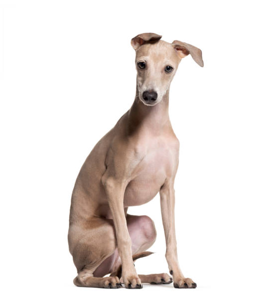イタリアン ・ グレーハウンド子犬、4 ヶ、白背景に座っています。 - italian greyhound ストックフォトと画像