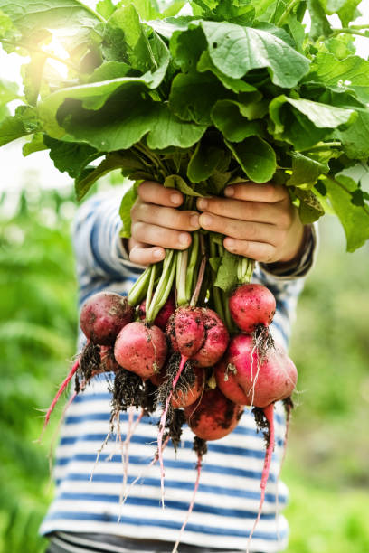 bambino in un orto - gardening child vegetable garden vegetable foto e immagini stock