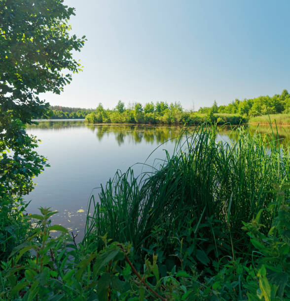 istock Fishing place in summer morning 981643136