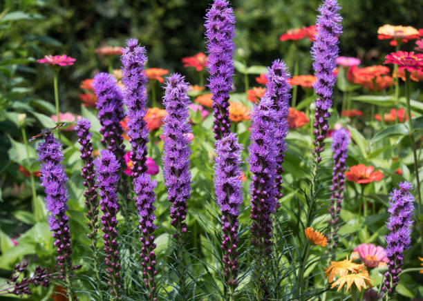 liatris spicata flores en el jardín de verano - lilac bush nature flower bed fotografías e imágenes de stock