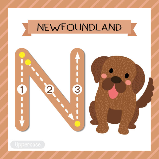 ilustrações, clipart, desenhos animados e ícones de rastreamento de maiusculas letra n. cão de newfoundland sentado - letter n flash