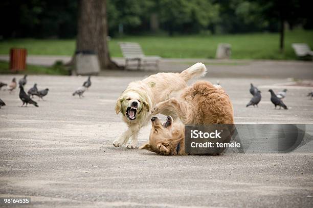 Los Perros Foto de stock y más banco de imágenes de Aire libre - Aire libre, Animal, Cabello largo