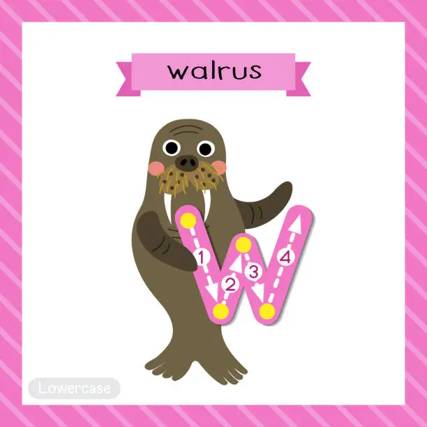 Vector illustration of Letter W lowercase tracing. Happy Walrus