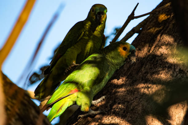 istock Colored birds at brazilian landscapes: turquoise-fronted amazon (Amazona aestiva), also called the turquoise-fronted parrot or the blue-fronted amazon. 981646512