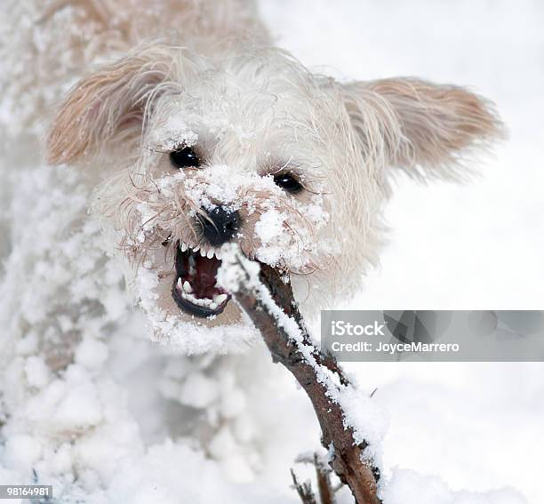 Abominable Schnee Hundemotiven Stockfoto und mehr Bilder von Fröhlich - Fröhlich, Hund, Schnee