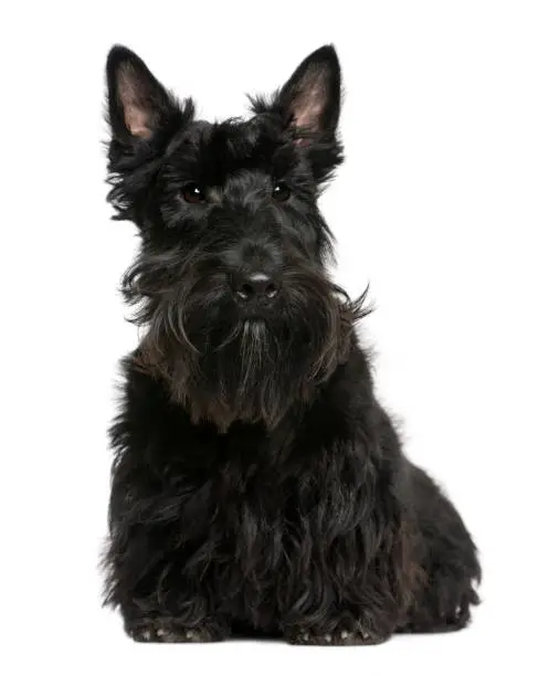 Scottish Terrier, 8 months old, sitting in front of white background