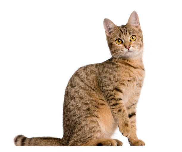 istock Young Bengal cat, 7 months old, sitting in front of white background, studio shot 981651682