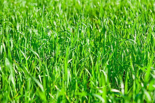 istock Background of green grass field 98165225