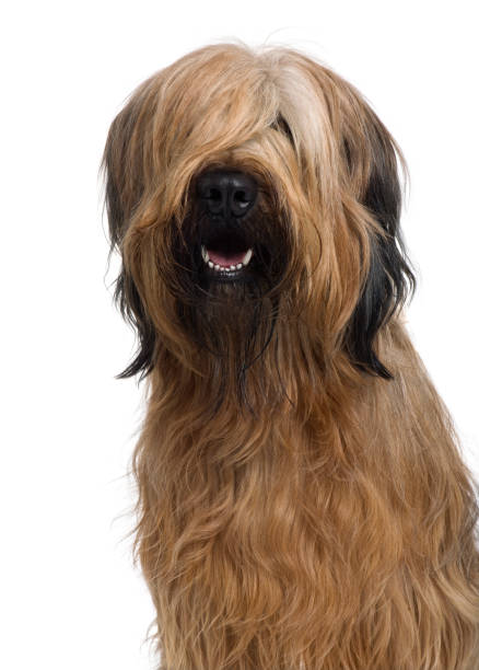 Briard, 1 Year Old, in front of white background Briard, 1 Year Old, in front of white background shaggy fur stock pictures, royalty-free photos & images