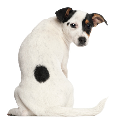 Jack Russell Terrier puppy, 5 months old, sitting in front of white background