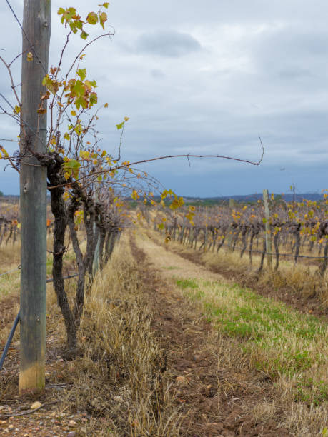 istock Grape vines in winter. After rain fall. Cloudy day. 981652940