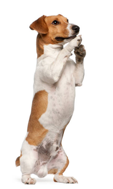 istock Jack Russell Terrier, 12 months old, on hind legs in front of white background 981652996