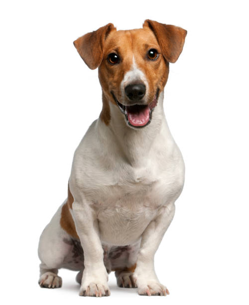 Jack Russell Terrier, 12 months old, sitting in front of white background Jack Russell Terrier, 12 months old, sitting in front of white background panting photos stock pictures, royalty-free photos & images