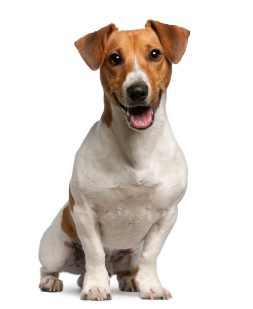 jack russell terrier, 12 months old, sitting in front of white background - terrier imagens e fotografias de stock