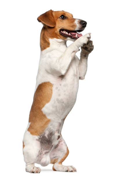 istock Jack Russell Terrier, 12 months old, standing up in front of white background 981653064