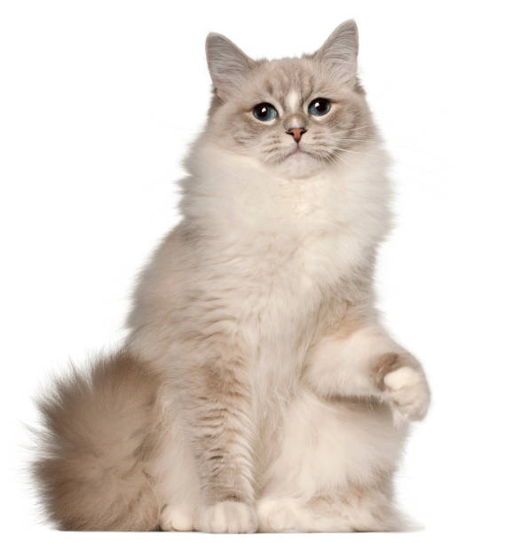 istock Ragdoll cat, 1 year old, sitting in front of white background 981653180