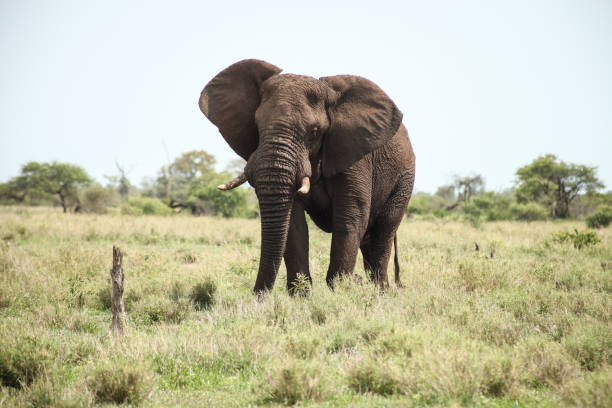 istock African Elephants in South African game reserve 981653196